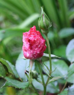 Harma Garten 012