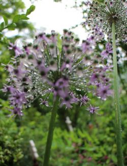 Harma Garten 013