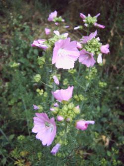 Harma Garten 1015