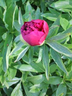 Harma Garten 102