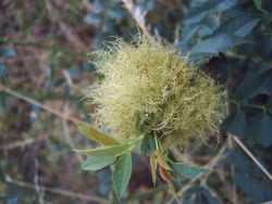 Harma Garten 1119