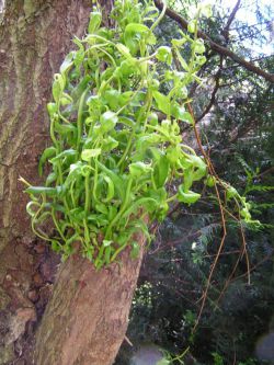 Harma Garten 1123