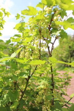 Harma Garten 1126