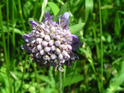 Harma Garten 1128