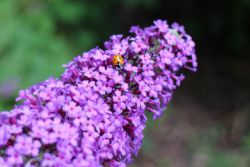 Harma Garten 114