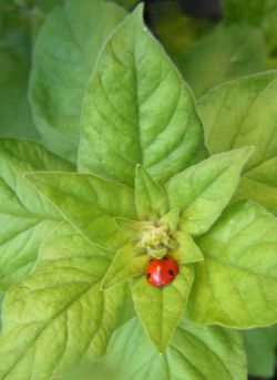 Harma Garten 117