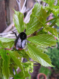 Harma Garten 118