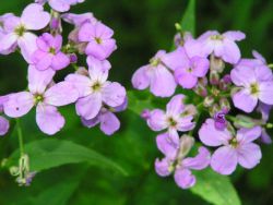 Harma Garten 1229