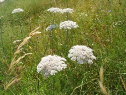 Harma Garten 1231