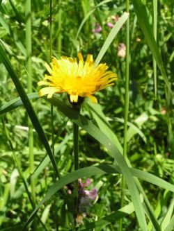 Harma Garten 601