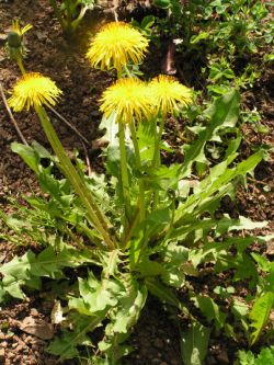 Harma Garten 603