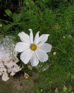 Harma Garten 604