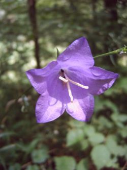 Harma Garten 606