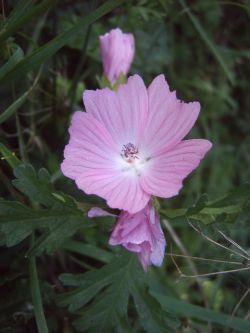 Harma Garten 607