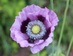 Harma Garten Mohnblume 1