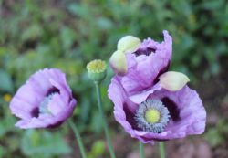 Harma Garten Mohnblume 2