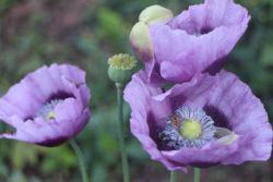 Harma Garten Mohnblume 3