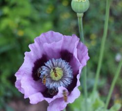 Harma Garten Mohnblume 4