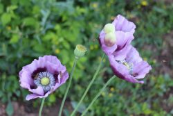 Harma Garten Mohnblume 6 2