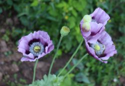 Harma Garten Mohnblume 8